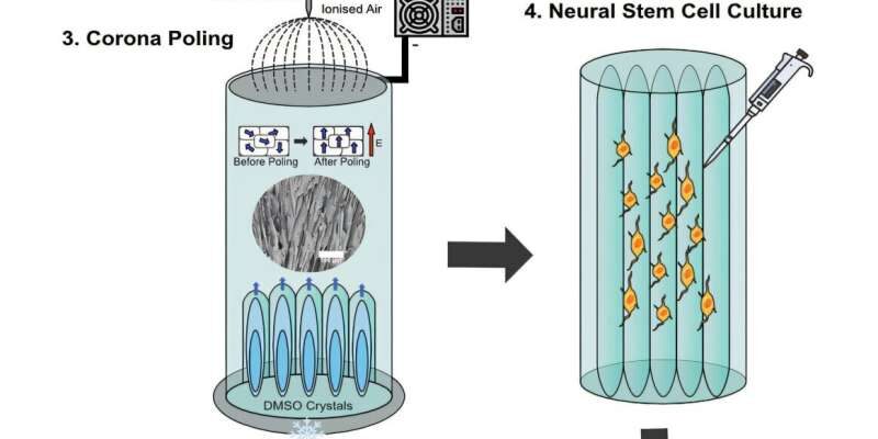 piezoelectric-biomater