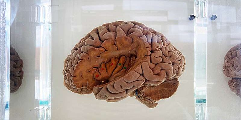 researchers-map-the-br